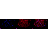 Immunocytochemistry/Immunofluorescence - Anti-HSP27 Antibody (A305135) - Antibodies.com
