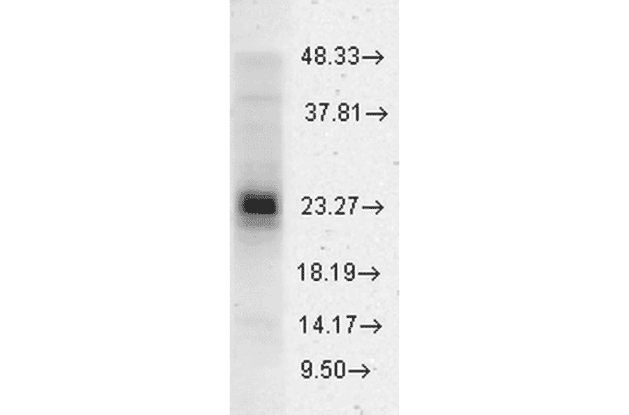 Western Blot - Anti-HSP27 Antibody (A305135) - Antibodies.com