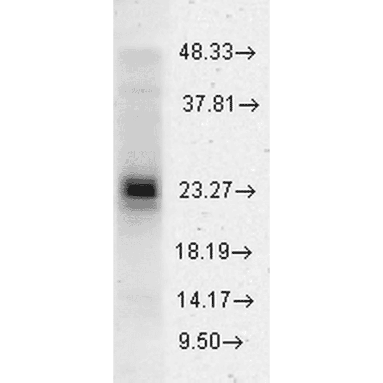 Western Blot - Anti-HSP27 Antibody (A305135) - Antibodies.com