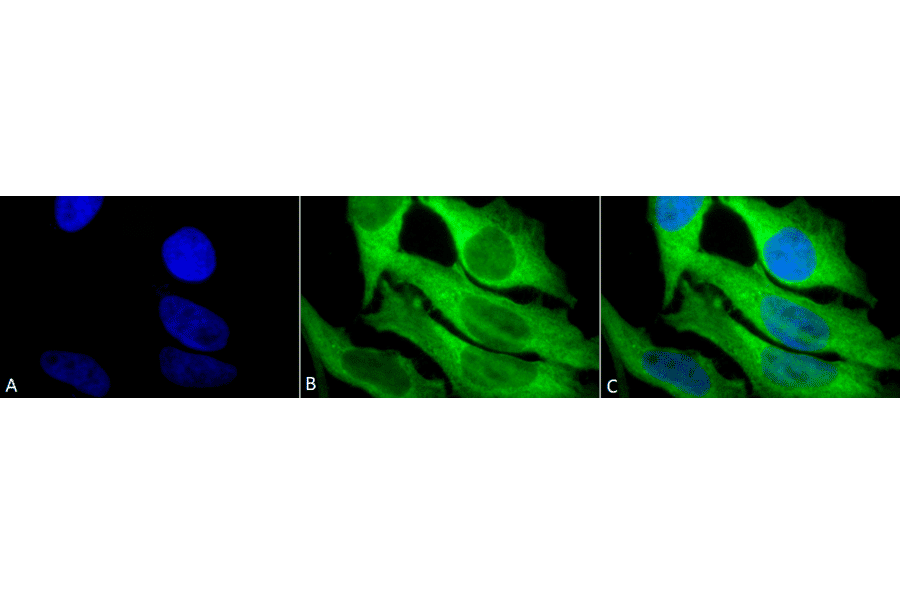 Immunocytochemistry/Immunofluorescence - Anti-HSP27 Antibody (A305135) - Antibodies.com