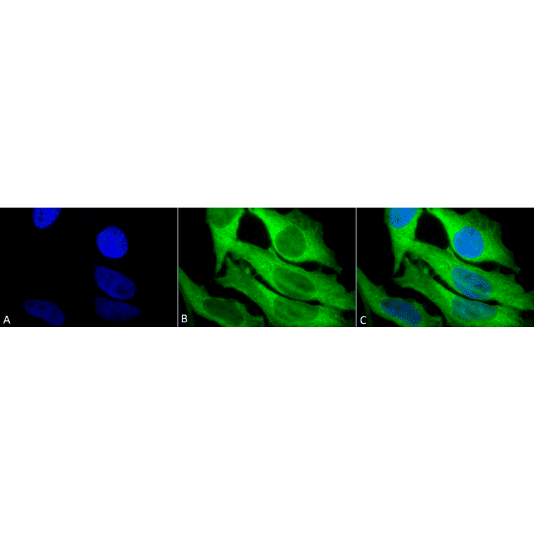 Immunocytochemistry/Immunofluorescence - Anti-HSP27 Antibody (A305135) - Antibodies.com