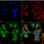 Immunocytochemistry/Immunofluorescence - Anti-ULK2 Antibody (A305136) - Antibodies.com
