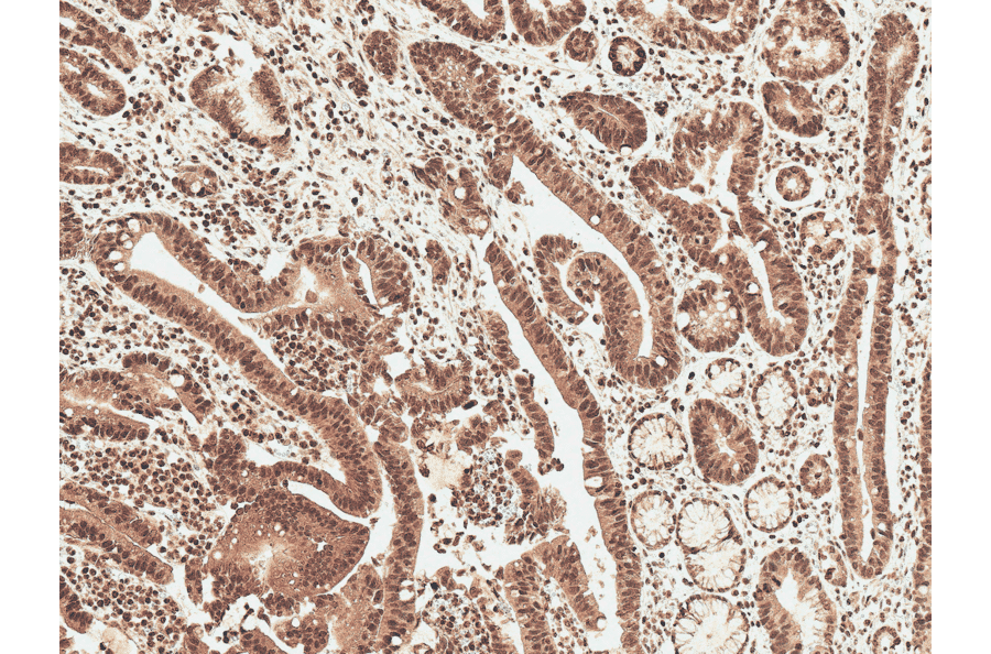 Immunohistochemistry - Anti-Ghrelin Antibody (A305137) - Antibodies.com