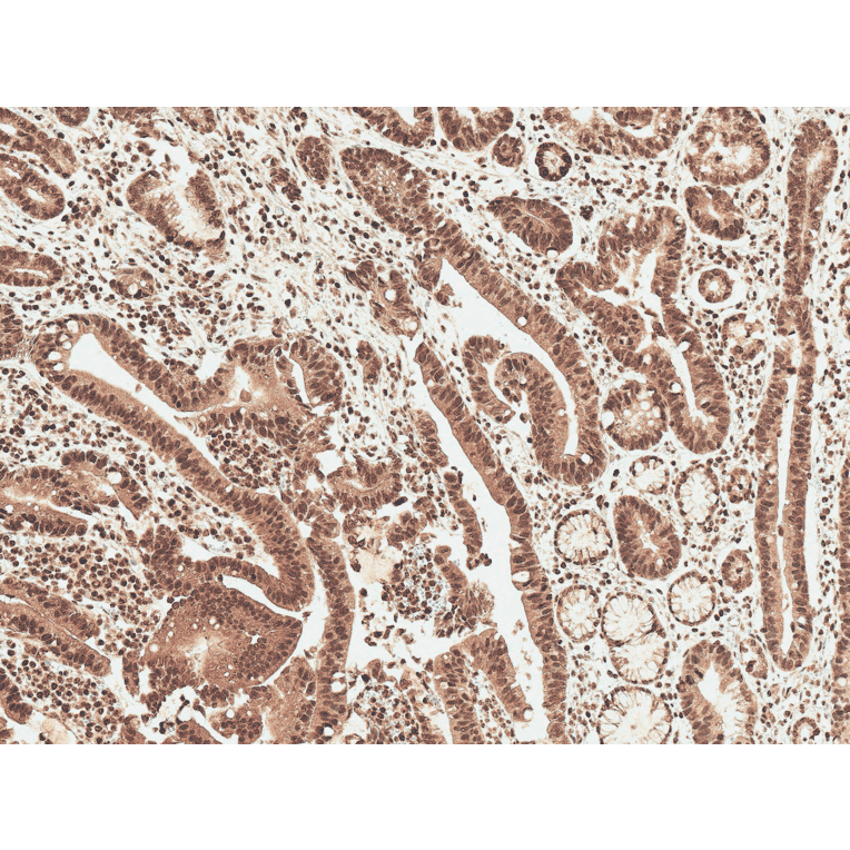 Immunohistochemistry - Anti-Ghrelin Antibody (A305137) - Antibodies.com