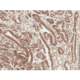 Immunohistochemistry - Anti-Ghrelin Antibody (A305137) - Antibodies.com