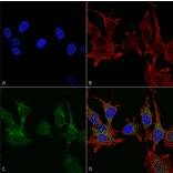 Immunocytochemistry/Immunofluorescence - Anti-Ghrelin Antibody (A305137) - Antibodies.com