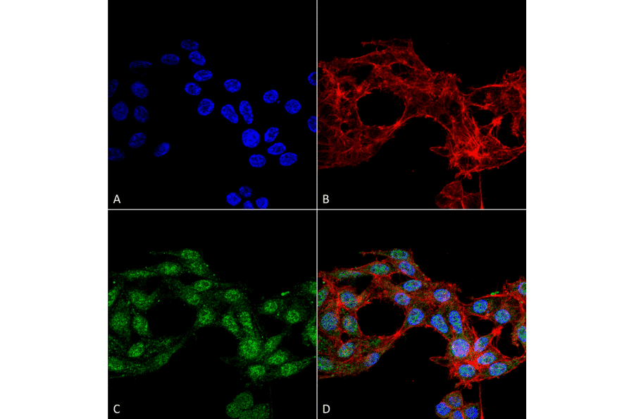 Immunocytochemistry/Immunofluorescence - Anti-Ghrelin Antibody (A305137) - Antibodies.com