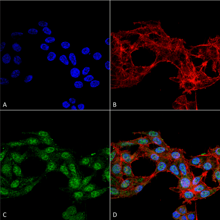 Immunocytochemistry/Immunofluorescence - Anti-Ghrelin Antibody (A305137) - Antibodies.com