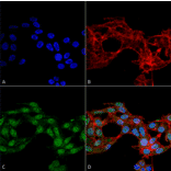 Immunocytochemistry/Immunofluorescence - Anti-Ghrelin Antibody (A305137) - Antibodies.com