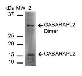 Western Blot - Anti-GABARAPL2 Antibody (A305138) - Antibodies.com