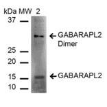 Western Blot - Anti-GABARAPL2 Antibody (A305138) - Antibodies.com