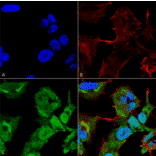 Immunocytochemistry/Immunofluorescence - Anti-GABARAPL2 Antibody (A305138) - Antibodies.com