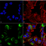 Immunocytochemistry/Immunofluorescence - Anti-AMBRA1 Antibody (A305140) - Antibodies.com