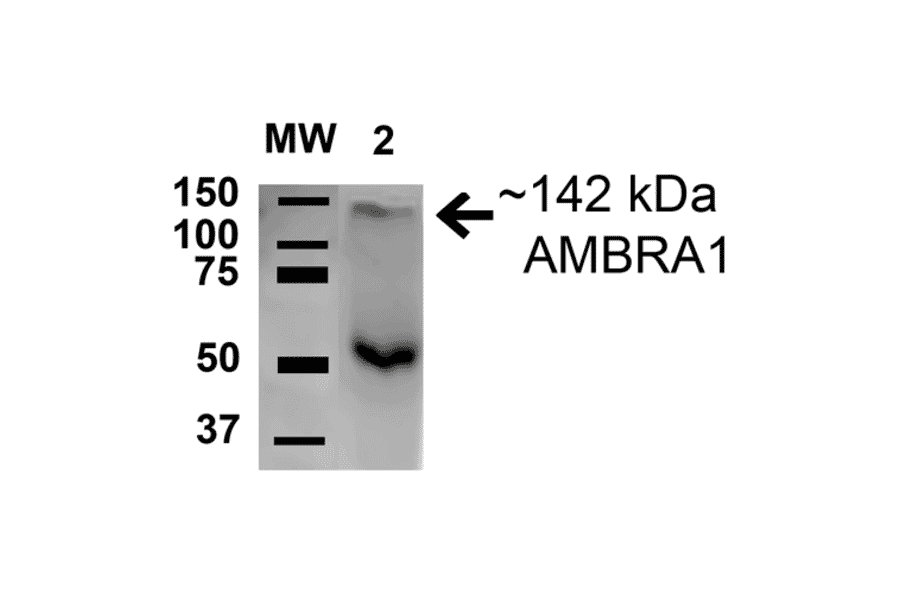 Western Blot - Anti-AMBRA1 Antibody (A305140) - Antibodies.com