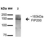 Western Blot - Anti-FIP200 Antibody (A305141) - Antibodies.com