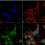 Immunocytochemistry/Immunofluorescence - Anti-VPS15 Antibody (A305142) - Antibodies.com