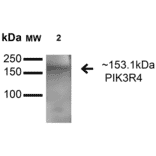 Western Blot - Anti-VPS15 Antibody (A305142) - Antibodies.com