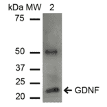 Western Blot - Anti-GDNF Antibody (A305143) - Antibodies.com
