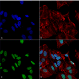 Immunocytochemistry/Immunofluorescence - Anti-GDNF Antibody (A305143) - Antibodies.com