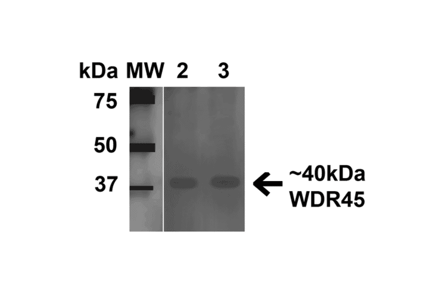 Western Blot - Anti-WDR45 Antibody (A305145) - Antibodies.com