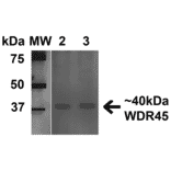 Western Blot - Anti-WDR45 Antibody (A305145) - Antibodies.com