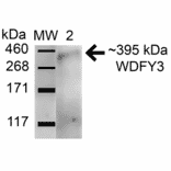 Western Blot - Anti-WDFY3 Antibody (A305146) - Antibodies.com