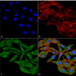 Immunocytochemistry/Immunofluorescence - Anti-WDFY3 Antibody (A305146) - Antibodies.com