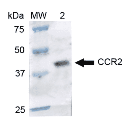 Western Blot - Anti-CCR2 Antibody (A305147) - Antibodies.com