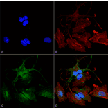 Immunocytochemistry/Immunofluorescence - Anti-Beclin 2 Antibody (A305148) - Antibodies.com