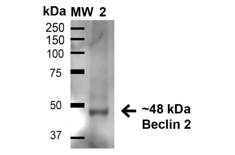 Western Blot - Anti-Beclin 2 Antibody (A305148) - Antibodies.com