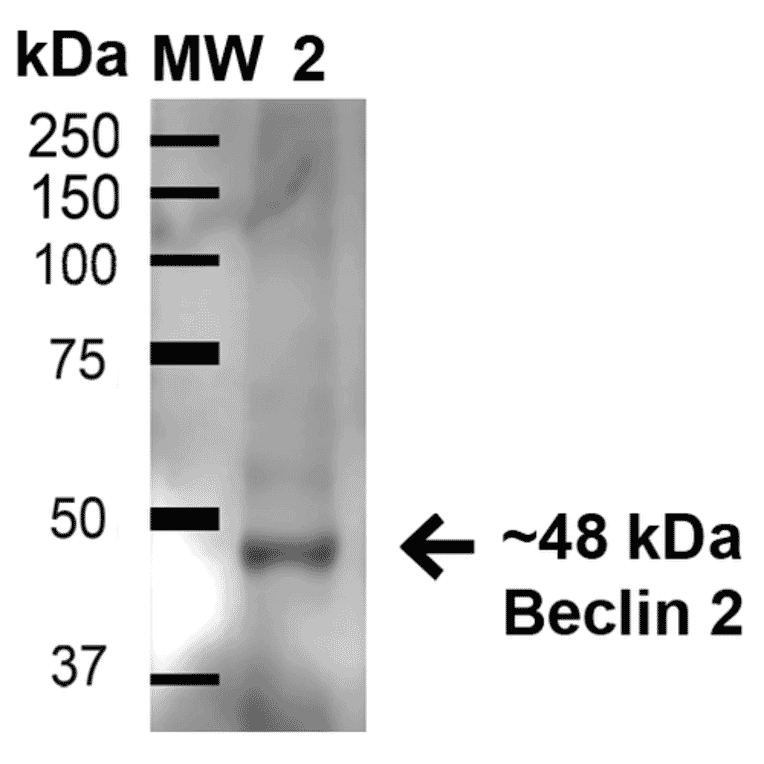 Western Blot - Anti-Beclin 2 Antibody (A305148) - Antibodies.com