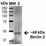 Western Blot - Anti-Beclin 2 Antibody (A305148) - Antibodies.com