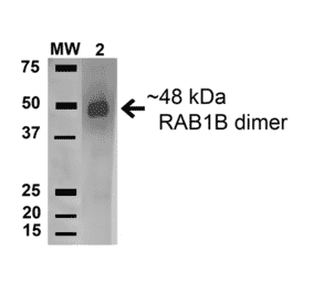 Western Blot - Anti-Rab1B Antibody (A305149) - Antibodies.com