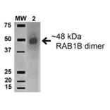 Western Blot - Anti-Rab1B Antibody (A305149) - Antibodies.com