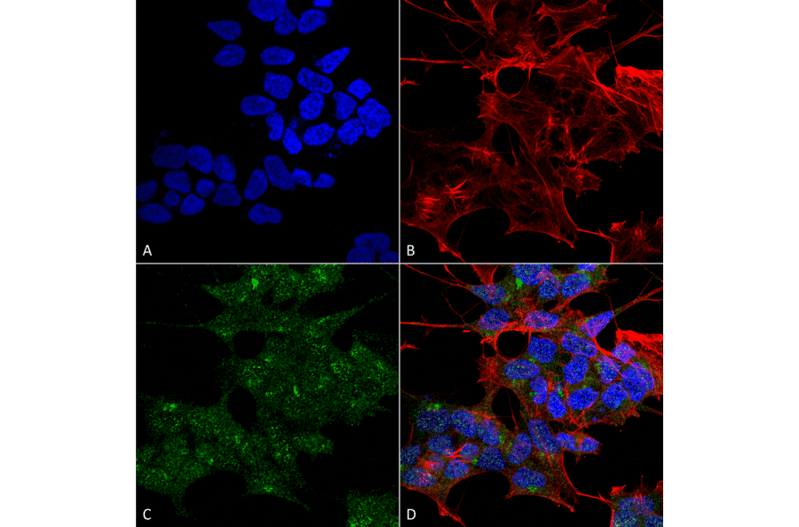 Immunocytochemistry/Immunofluorescence - Anti-Rab1B Antibody (A305149) - Antibodies.com