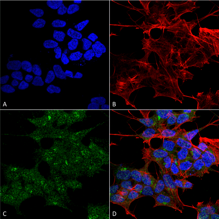 Immunocytochemistry/Immunofluorescence - Anti-Rab1B Antibody (A305149) - Antibodies.com