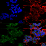 Immunocytochemistry/Immunofluorescence - Anti-Rab1B Antibody (A305149) - Antibodies.com