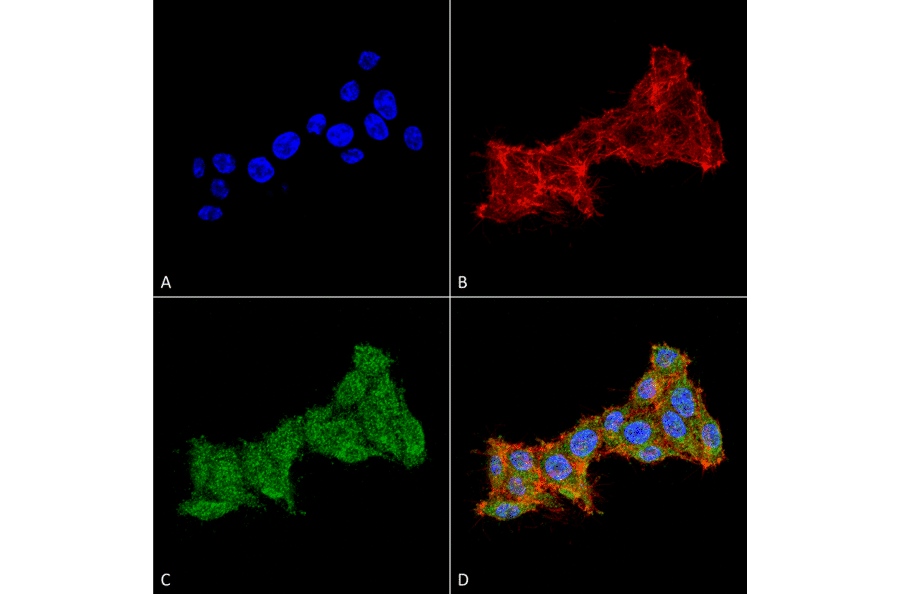 Immunocytochemistry/Immunofluorescence - Anti-Rab1B Antibody (A305149) - Antibodies.com