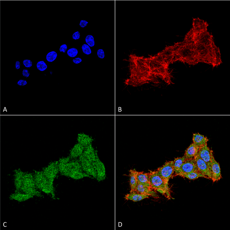 Immunocytochemistry/Immunofluorescence - Anti-Rab1B Antibody (A305149) - Antibodies.com