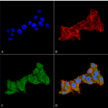 Immunocytochemistry/Immunofluorescence - Anti-Rab1B Antibody (A305149) - Antibodies.com