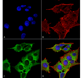 Immunocytochemistry/Immunofluorescence - Anti-EAAT3 Antibody [S180-41] (A305150) - Antibodies.com