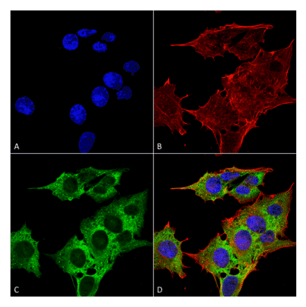 Immunocytochemistry/Immunofluorescence - Anti-EAAT3 Antibody [S180-41] (A305150) - Antibodies.com