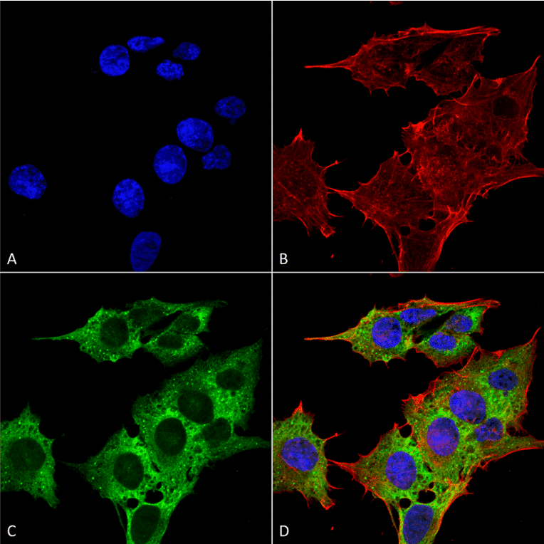 Immunocytochemistry/Immunofluorescence - Anti-EAAT3 Antibody [S180-41] (A305150) - Antibodies.com