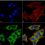 Immunocytochemistry/Immunofluorescence - Anti-EAAT3 Antibody [S180-41] (A305150) - Antibodies.com