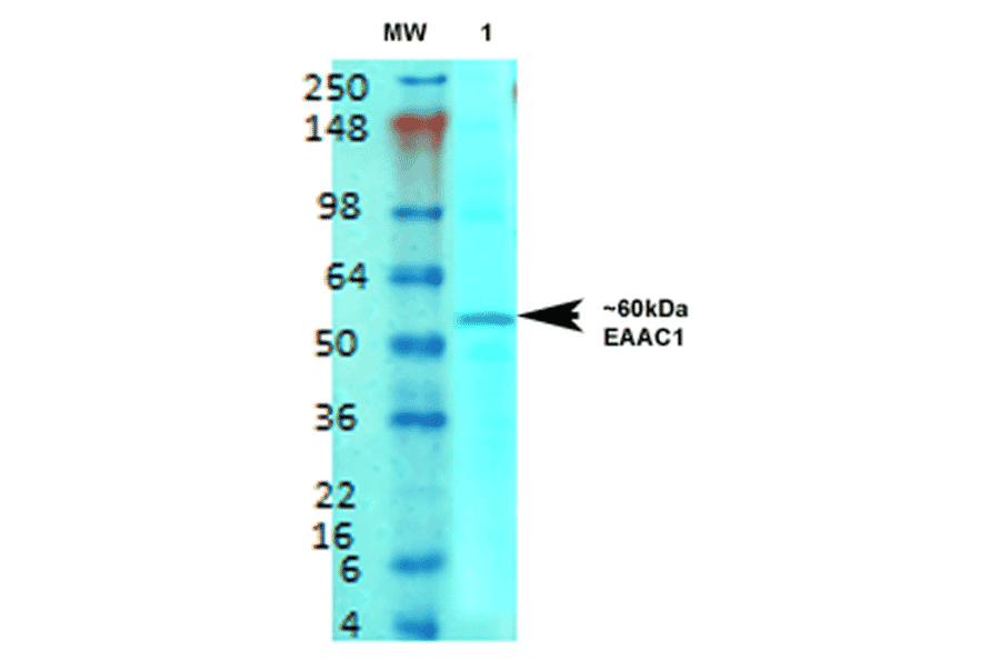 Western Blot - Anti-EAAT3 Antibody [S180-41] (A305150) - Antibodies.com