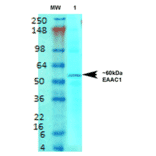 Western Blot - Anti-EAAT3 Antibody [S180-41] (A305150) - Antibodies.com