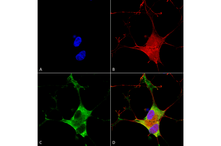 Immunocytochemistry/Immunofluorescence - Anti-EAAT3 Antibody [S180-41] (A305150) - Antibodies.com