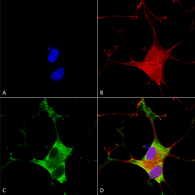 Immunocytochemistry/Immunofluorescence - Anti-EAAT3 Antibody [S180-41] (A305150) - Antibodies.com