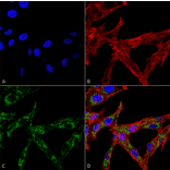 Immunocytochemistry/Immunofluorescence - Anti-HSF2 Antibody (A305151) - Antibodies.com