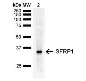 Western Blot - Anti-SFRP1 Antibody (A305154) - Antibodies.com